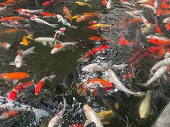 -观音桥步行街