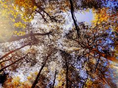 -铁山坪森林公园