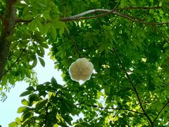 -中国科学院西双版纳热带植物园