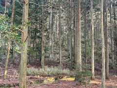 -庐山风景区花径公园