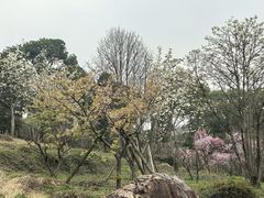 -无锡梅园公园