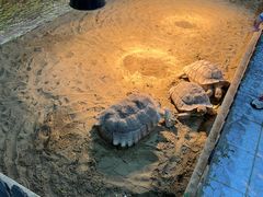 -上海大自然野生昆虫馆