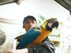-吉丁鸟咖·异宠·寄养