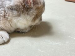 -宠颐生宠物医院外科·内科·皮肤科·影像科(石龙店)