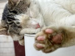 -金太粽(上海弄堂第一粽店)