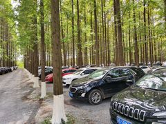 -黄海国家森林公园