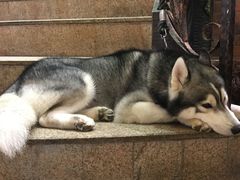 -more than meow吴止猫主题餐厅(承德 中船汇店)