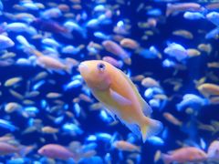 -成都浩海立方海洋公园