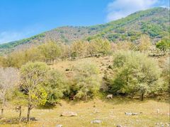 -塞罕坝国家级自然保护区