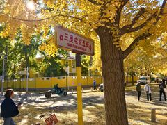 -三里屯东五街银杏大道