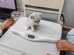 -心仪动物医院·牙专科·肿瘤·心脏科(西客站院)