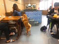 -柴源莊·柴小宠柴犬咖啡