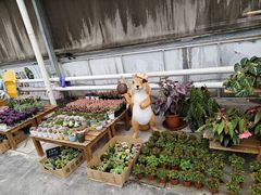 -上海鲜花港
