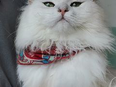 -猫在这儿猫咪咖啡馆·撸猫馆