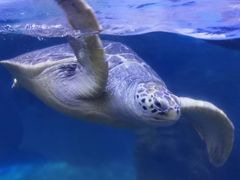 -海合安武汉极地海洋公园