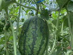 -庞各庄西瓜蔬菜采摘园·锦华瓜园