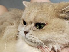 -琪喵猫屋·撸猫猫咖·猫舍