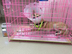 -美联众合宠物医院·爱萌分院·内外科·猫科中心