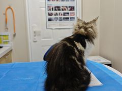 -芭比堂动物医院·CT·微创中心(新顺分院)