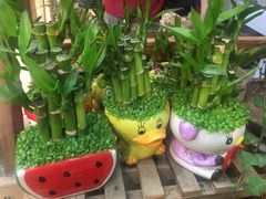 -双季花艺园艺市场(浦东店)