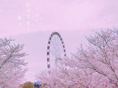 -顾村公园