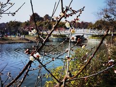 -上海海湾国家森林公园