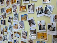 -猫十亿·布偶金渐层·曼基康矮脚猫舍(青年路店)