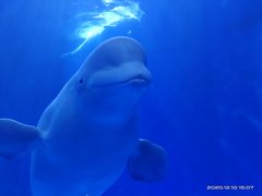 -多彩贵州城极地海洋世界