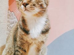 -滚猫咖啡·猫咖·猫友好撸猫(未来城店)