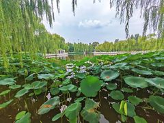 -莲花池公园