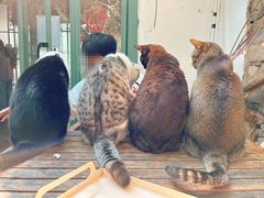 -喵屿·大理花园猫咖