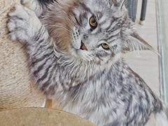 -十年猫舍·猫咪专门店(普陀店)