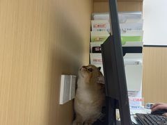 -瑞派康怡24h宠物医院·犬猫医疗中心·微创绝育(瑞景分院)