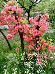 -南汇桃花村