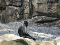 -深圳野生动物园