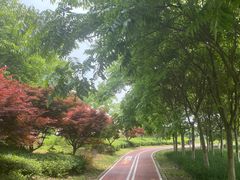 -西京湾花海