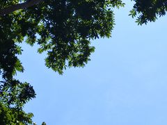 -西双版纳原始森林公园