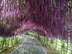 -大塘金香草谷