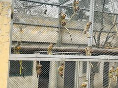 -合肥野生动物园
