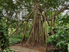 -中国科学院西双版纳热带植物园