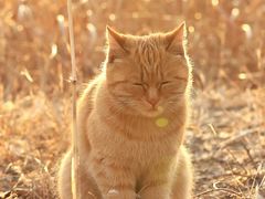 -野鸭湖国家湿地公园