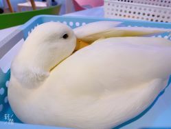 -Moni星球萌宠·小马宝莉·灵蛇·高端高阶全萌宠互动体验俱乐部(红豆国际广场店)