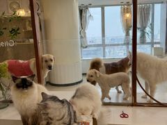 -共舞时光猫咖·狗咖(新街口店)