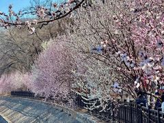 -桃花堤公园