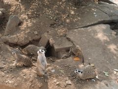 -石家庄市动物园