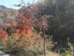 -大连天门山国家森林公园