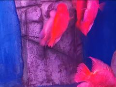 -泉州海丝野生动物世界