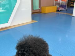 -天使宠物医院·犬猫分诊(彩虹店)