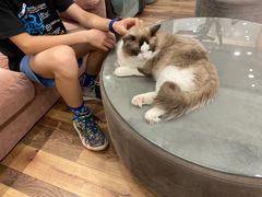 -袖虎·猫馆(体育西路店)