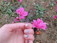 -绵阳盛世樱花悠乐谷